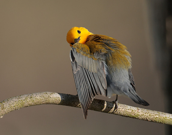 Prothonotory Warbler Protonotaria citrea