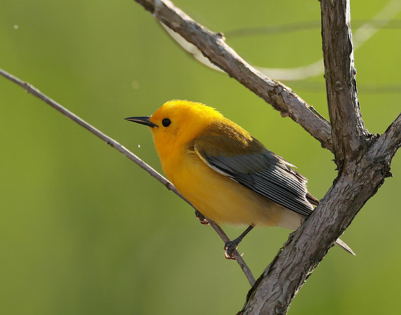 Prothonotory Warbler Protonotaria citrea