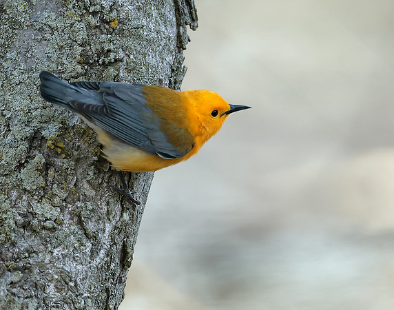 Prothonotory Warbler Protonotaria citrea