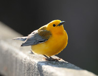 Prothonotory Warbler Protonotaria citrea