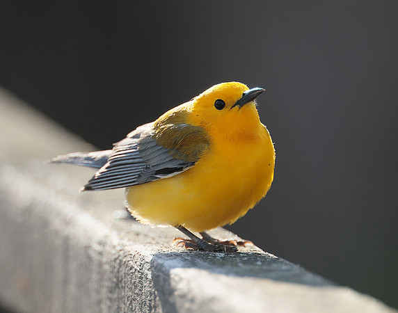 Prothonotory Warbler Protonotaria citrea