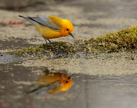 Prothonotory Warbler Protonotaria citrea
