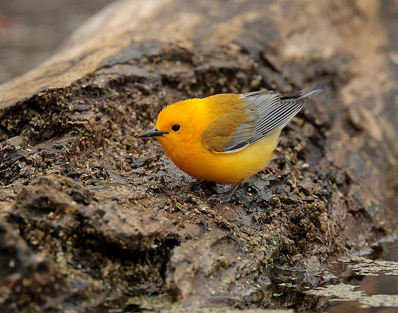 Prothonotory Warbler Protonotaria citrea