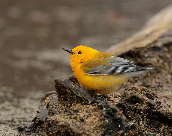 Prothonotory Warbler Protonotaria citrea