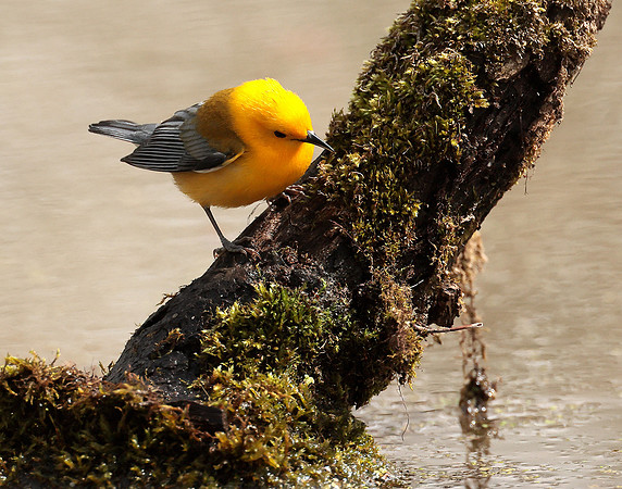 Prothonotory Warbler Protonotaria citrea