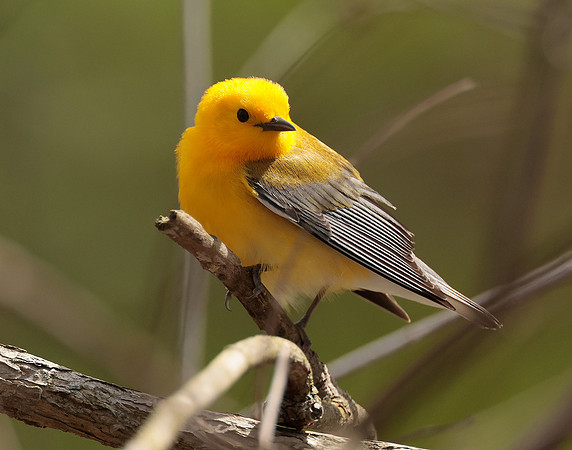 Prothonotory Warbler Protonotaria citrea