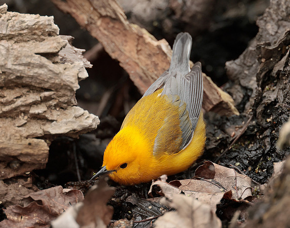 Prothonotory Warbler Protonotaria citrea