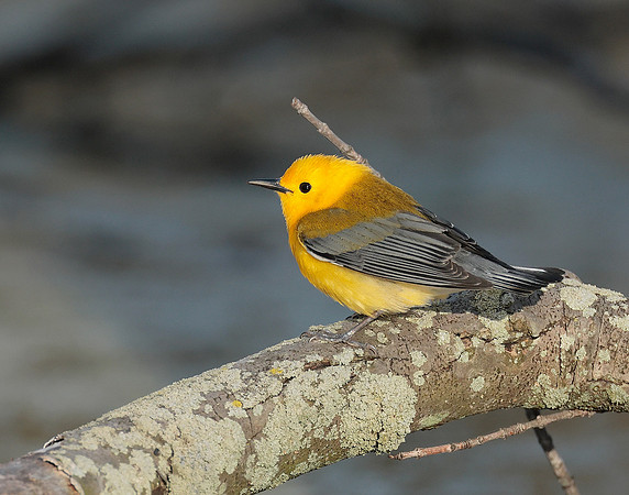 Prothonotory Warbler Protonotaria citrea