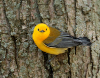 Prothonotory Warbler Protonotaria citrea