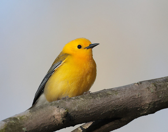 Prothonotory Warbler Protonotaria citrea
