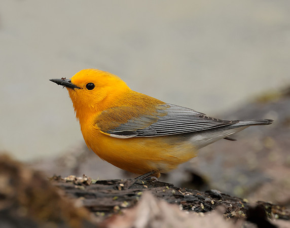 Prothonotory Warbler Protonotaria citrea