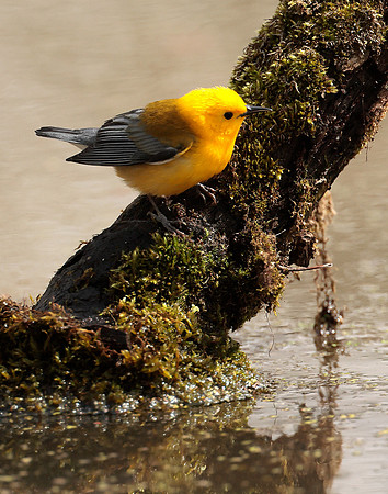 Prothonotory Warbler Protonotaria citrea