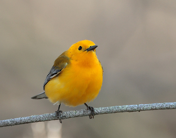 Prothonotory Warbler Protonotaria citrea