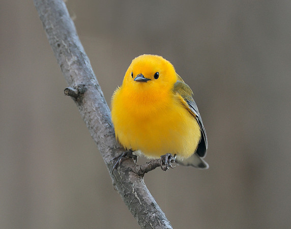 Prothonotory Warbler Protonotaria citrea