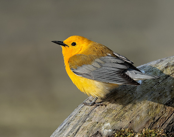 Prothonotory Warbler Protonotaria citrea
