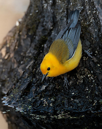 Prothonotory Warbler Protonotaria citrea
