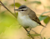 Red-eyed Vireo Vireo olivaceus