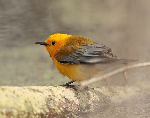 Prothonotory Warbler Protonotaria citrea