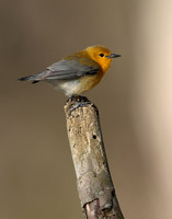 Prothonotory Warbler Protonotaria citrea
