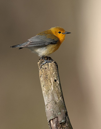 Prothonotory Warbler Protonotaria citrea