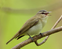 Red-eyed Vireo Vireo olivaceus