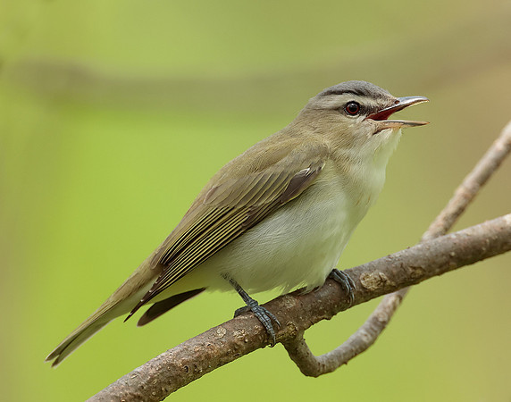 Red-eyed Vireo Vireo olivaceus