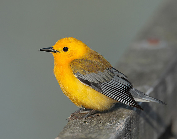 Prothonotory Warbler Protonotaria citrea