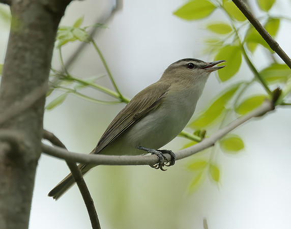 Red-eyed Vireo Vireo olivaceus