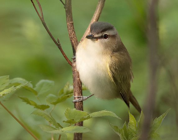 Red-eyed Vireo Vireo olivaceus