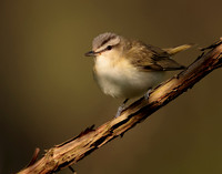 Red-eyed Vireo Vireo olivaceus