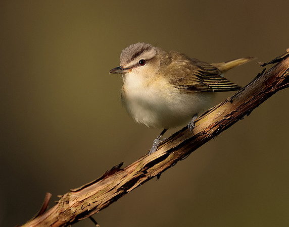 Red-eyed Vireo Vireo olivaceus