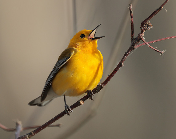 Prothonotory Warbler Protonotaria citrea