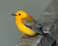 Prothonotory Warbler Protonotaria citrea
