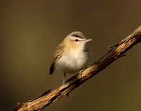 Red-eyed Vireo Vireo olivaceus