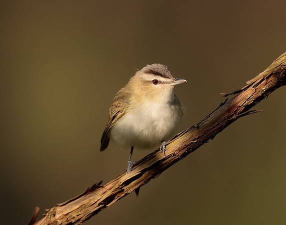 Red-eyed Vireo Vireo olivaceus