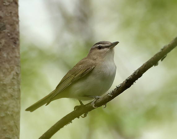 Red-eyed Vireo Vireo olivaceus