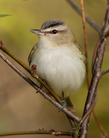 Red-eyed Vireo Vireo olivaceus