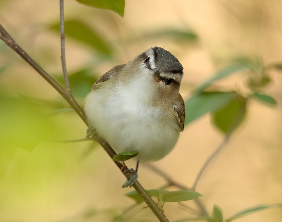 Red-eyed Vireo Vireo olivaceus