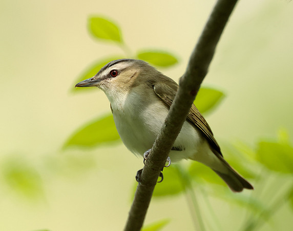 Red-eyed Vireo Vireo olivaceus