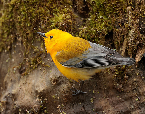 Prothonotory Warbler Protonotaria citrea