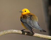 Prothonotory Warbler Protonotaria citrea