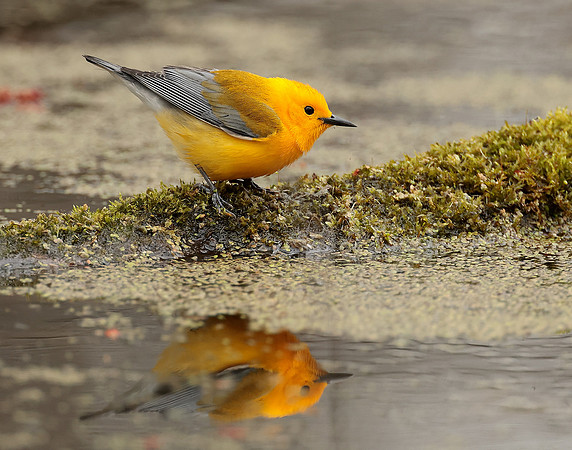 Prothonotory Warbler Protonotaria citrea