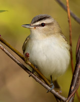 Red-eyed Vireo Vireo olivaceus