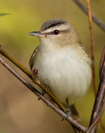 Red-eyed Vireo Vireo olivaceus