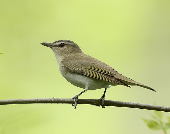 Red-eyed Vireo Vireo olivaceus