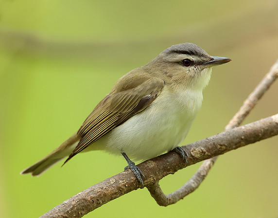 Red-eyed Vireo Vireo olivaceus