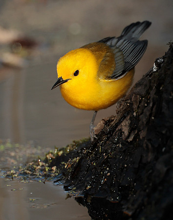 Prothonotory Warbler Protonotaria citrea