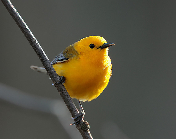 Prothonotory Warbler Protonotaria citrea
