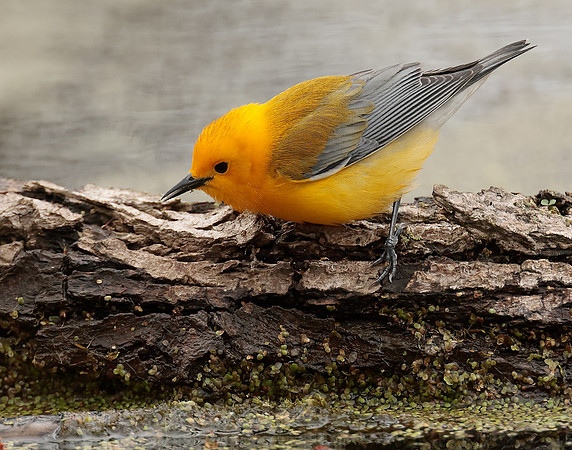 Prothonotory Warbler Protonotaria citrea