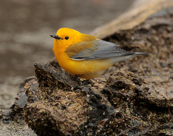 Prothonotory Warbler Protonotaria citrea